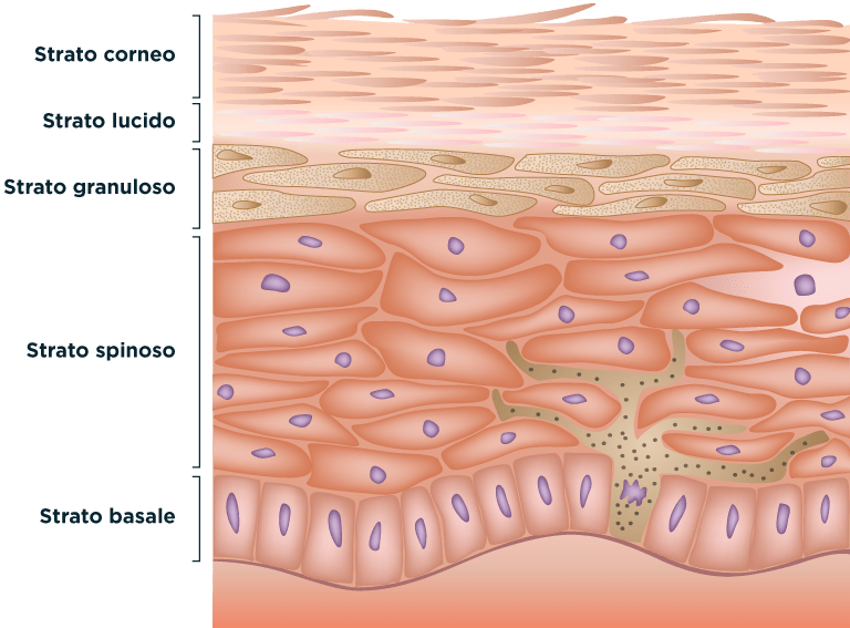 Gli strati che formano la barriera epidermica protettiva, dall'esterno verso l'interno, sono: strato corneo, strato lucido, strato granuloso, strato spinoso e strato basale